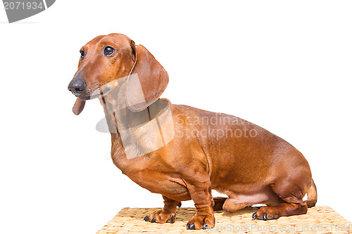 Image of red dachshund on isolated white