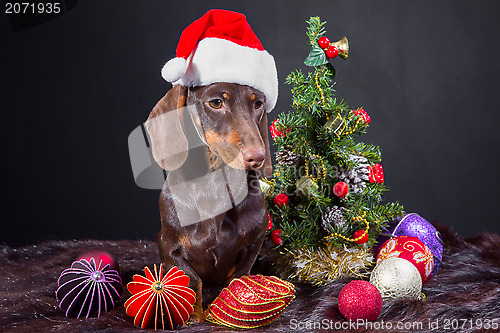 Image of dachshund with red santa cap near decorated Christmas tree