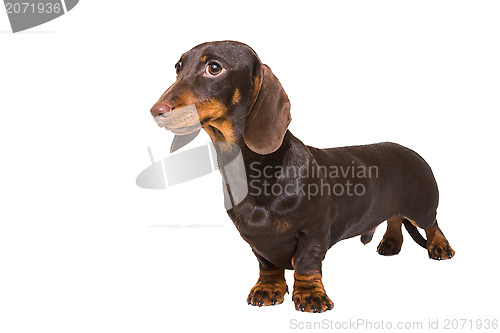 Image of chocolate dachshund puppy on isolated white