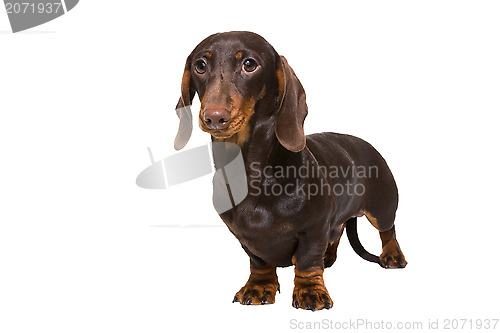 Image of chocolate dachshund puppy on isolated white