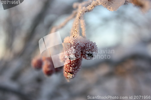 Image of frozen berries