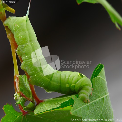 Image of Caterpillar on a grape leaf. 
