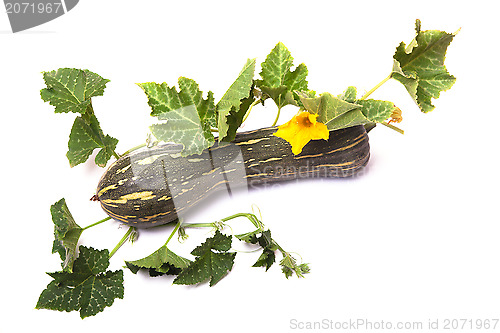 Image of pumpkin with leaves and flowers
