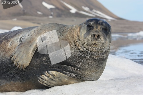 Image of seal of Spitsbergen