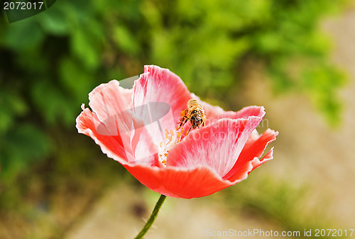 Image of Bee in poppy flower