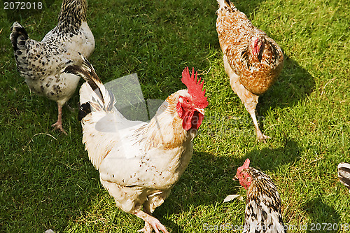 Image of Hens and Rooster