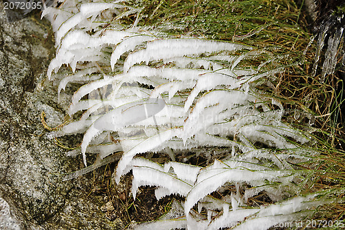 Image of Ice and Grass