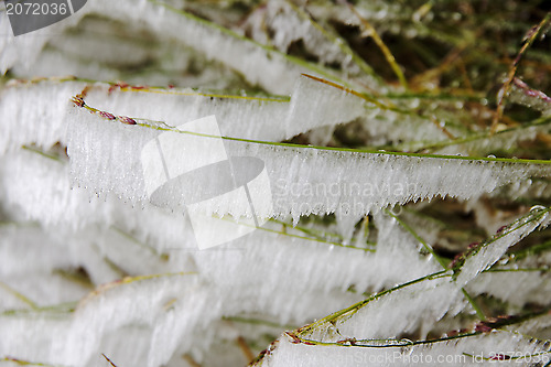 Image of Ice and Grass