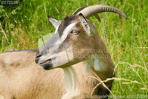 Image of Goat