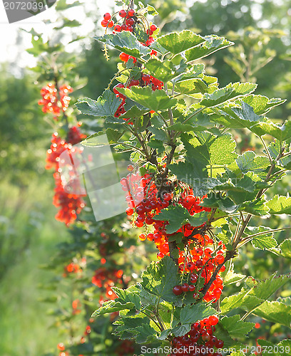 Image of Red currants