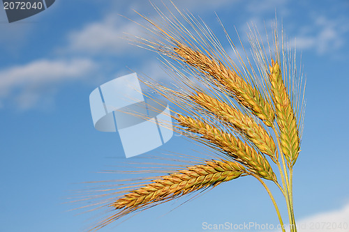 Image of Ears of rye