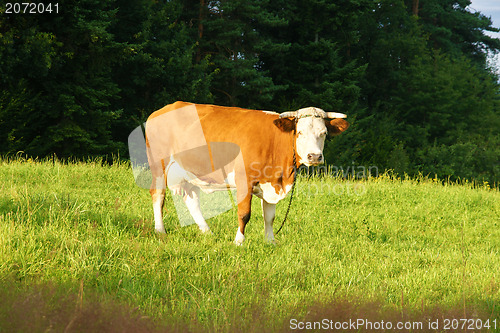 Image of Cow