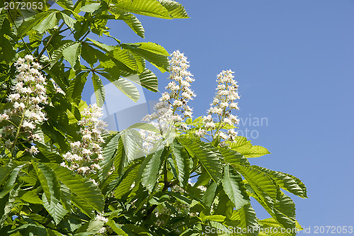 Image of Flower of chestnut