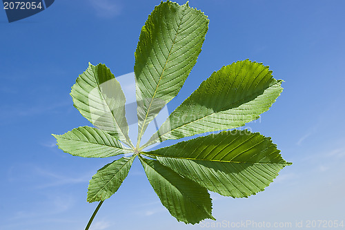 Image of Leaf