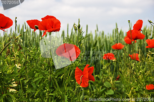 Image of Red poppy on meadow