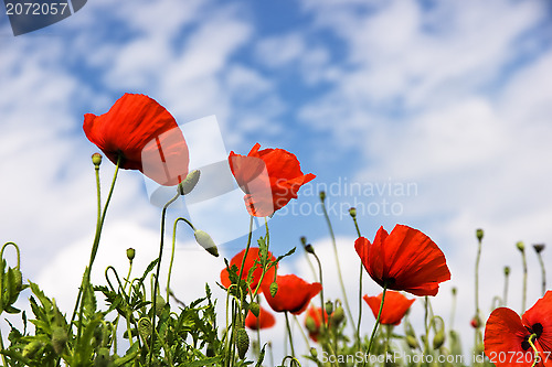 Image of Red poppies in bloom on a sunny spring meadow