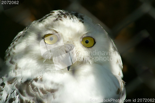 Image of Snowly Owl