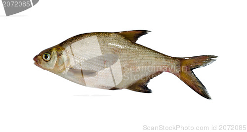 Image of silver bream lake fish closeup isolated on white 