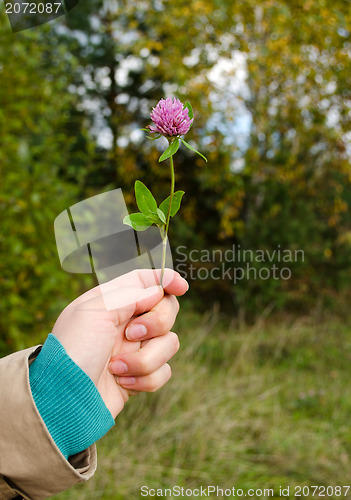 Image of woman hand hold violet clover flower plant leaves 