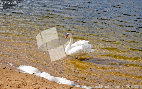 Image of beautiful swan standing lake shore water sunlight 