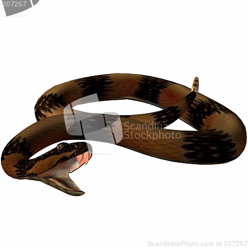 Image of Snake-Death Adder