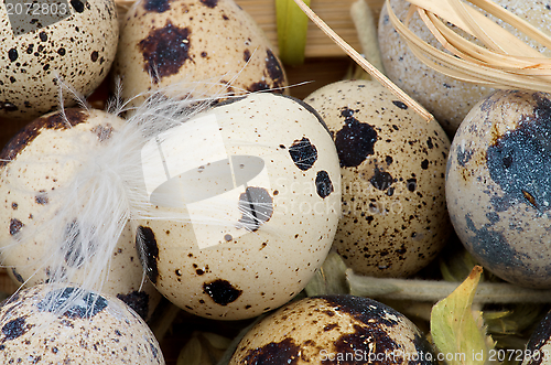 Image of Quail Eggs