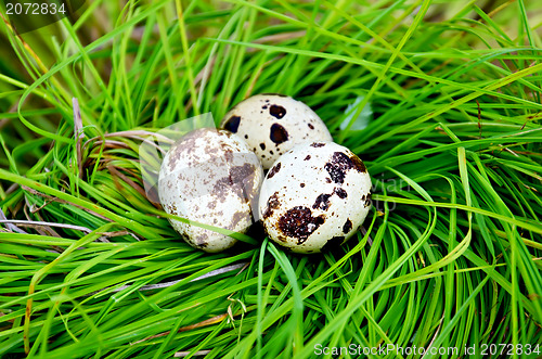 Image of Eggs quail in the grass