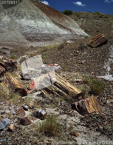 Image of Petrified Forest, Arizona