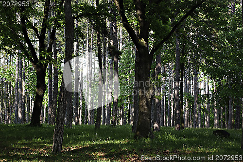 Image of Forest