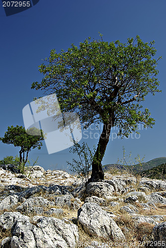 Image of Lonely Tree