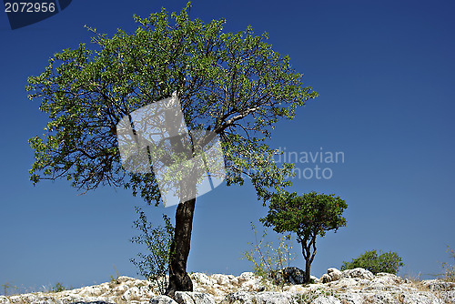 Image of Lonely Tree