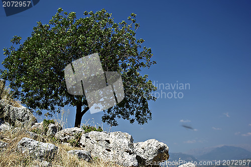 Image of Lonely Tree
