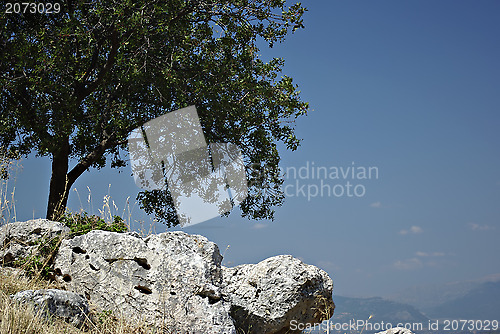 Image of Lonely Tree