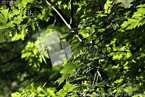 Image of Platanus