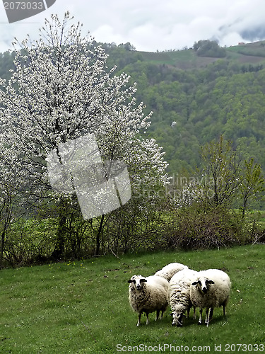 Image of Sheeps