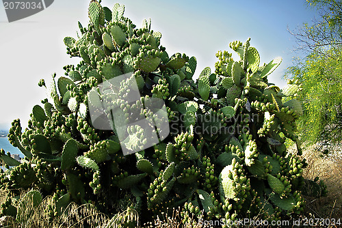 Image of Cactus