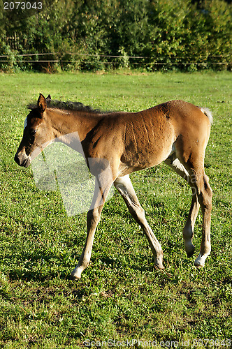 Image of Small funny foal
