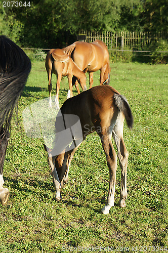 Image of Horse family