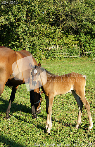 Image of Horse and foal