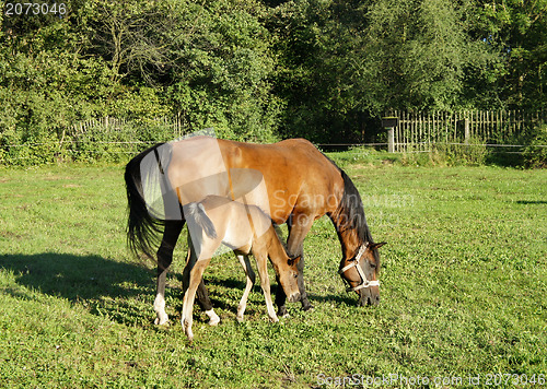 Image of Horses and nature