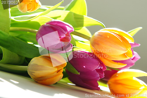 Image of Tulip