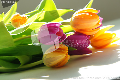 Image of Multicolored tulips 