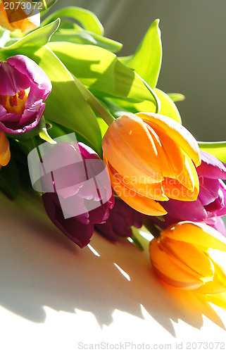 Image of Beautiful tulips