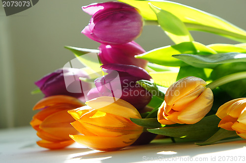 Image of Tulips                     