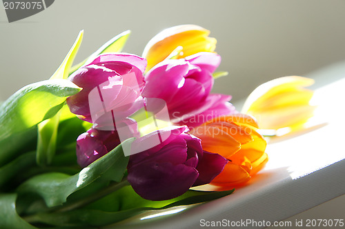 Image of Tulips