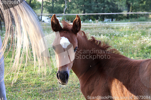 Image of Horses