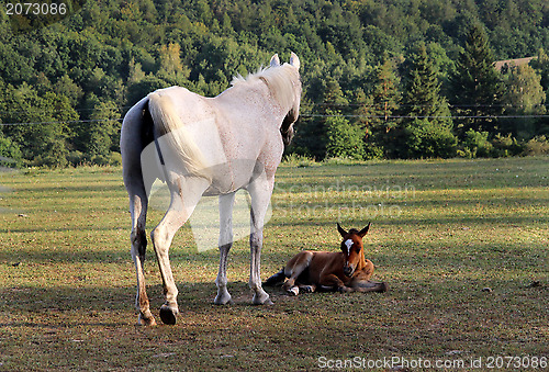 Image of Horses 