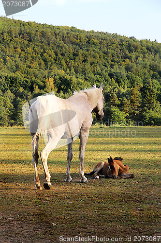 Image of Horses