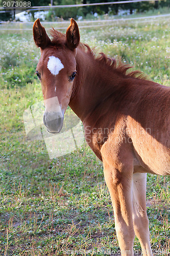 Image of Young horse