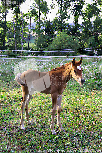 Image of Small funny horse